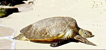 Turtles in Bocas del Toro