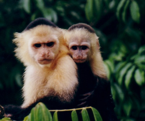 Ecotourism Tour Operators in Panama Monkeys